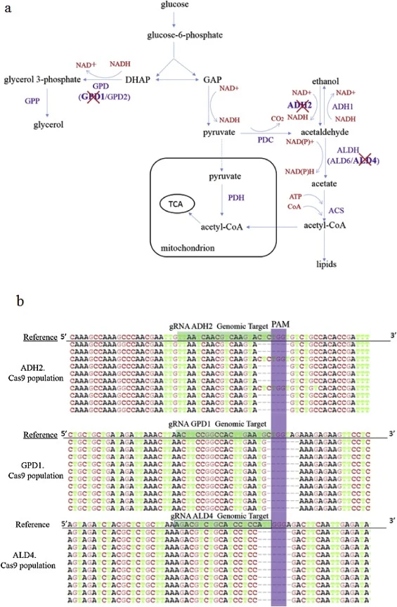 Diagram of the CRISPR/Cas9 system for single-gene disruption in Saccharomyces cerevisiae. (a) Main metabolic pathways in S. cerevisiae during anaerobic growth on glucose. (b) Sequence alignments of targeted gene sequences from ten randomly picked colonies compared to the wild-type sequences. The und