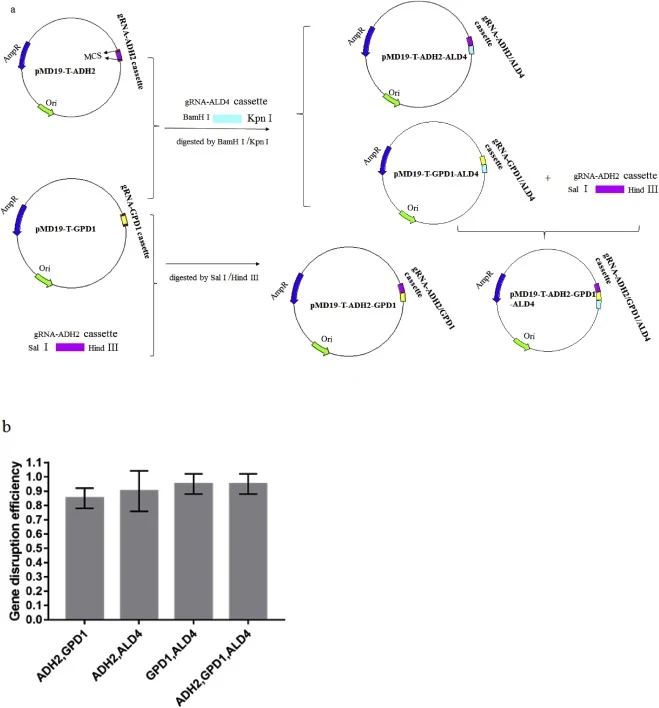 Construction of multiplex gRNA vectors and disruption efficiencies. (a) Schematic of the MCS cloning design for constructing 2- and 3-gRNA expression cassette vectors. MCS represents multiple cloning sites. The bold letters represent restriction sites. (b) Double gene and triple gene disruption effi