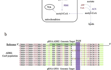 CRISPR/Cas9优化酿酒酵母乙醇代谢途径