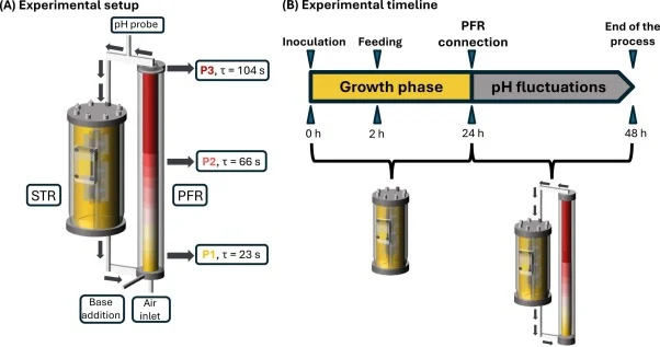 (A) Schematic representation of the STR-PFR scale-down system and three sampling ports (P1, P2, and P3). The primary reactor (STR) was operated as a fully aerobic fed batch. Fluctuating pH conditions were imposed by connecting a secondary reactor (PFR) and pumping the base mixture at the bottom. An