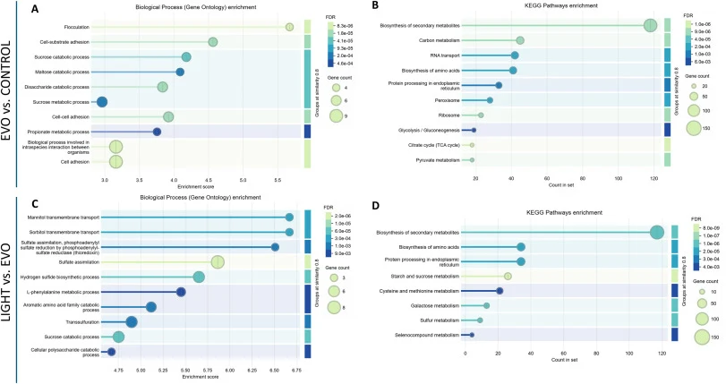 Functional enrichment analyses performed on DEGs derived from the RNAseq analysis for the comparisons EVO vs. CONTROL and LIGHT vs. EVO highlighting gene ontology (GO) terms (A, and C) and KEGG Pathways categories (B and D).