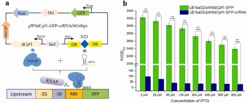 The CRISPR/dCpf1 transcription repression system in B. amyloliquefaciens LB1ba02. (a) Physical map of plasmid pWSdCpf1-GFP-crRNA containing the E. coli replication origin, the Bacillus replication origin Rep pE194ts, a kanamycin resistance gene, the Pveg-GFP expression cassette, and the dCpf1 protei