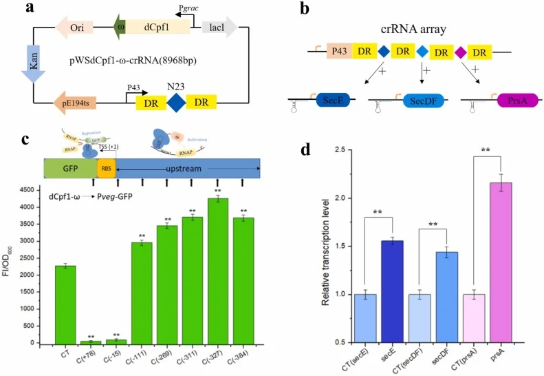 The CRISPR/dCpf1-ω transcription regulation system in B. amyloliquefaciens LB1ba02. (a) Physical map of plasmid pWSdCpf1-ω-crRNA containing the E. coli replication origin, the Bacillus replication origin Rep pE194ts, a kanamycin resistance gene, and the dCpf1-ω fusion protein under the control of IP