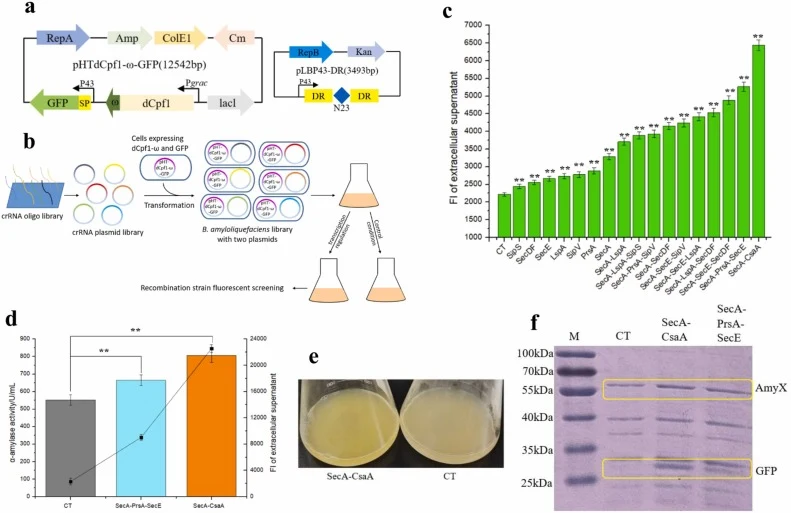 利用CRISPR/dCpf1-ω系统研究胞外蛋白的Sec分泌途径。(a) 含有P43-SPwapA-GFP表达盒及受IPTG诱导启动子Pgrac调控的dCpf1-ω融合蛋白的质粒pHTdCpf1-ω-crRNA物理图谱。质粒pL