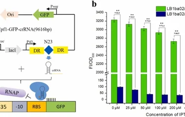 CRISPR-dCpf1多基因调控系统在解淀粉芽孢杆菌中的开发