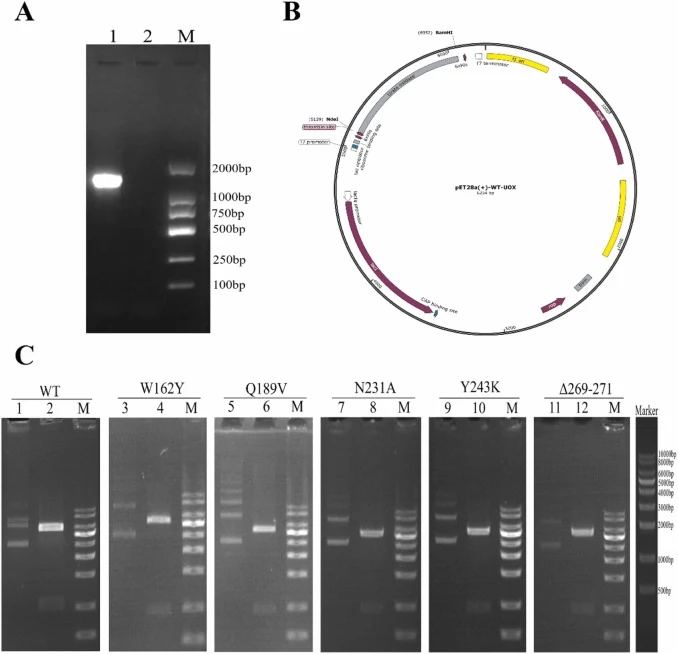 Construction and verification of recombinant UOX expression plasmids. (A) Amplification of the UOX gene from A. cristatus genomic DNA. Lane M: 2000 bp DNA marker; Lane 1: Control; Lane 2: PCR product. (B) Schematic map of the recombinant expression vector pET28a(+)-WT-UOX. (C) Restriction enzyme dig