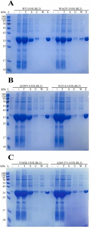 SDS-PAGE analysis of the recombinant wild-type and mutant urate oxidases. (A) WT-UOX-BL21 and W162Y-UOX-BL21; (B) Q189V-UOX-BL21 and N231A-UOX-BL21; (C) Y243K-UOX-BL21 and Δ269–271-UOX-BL21; L: 10–180 kDa protein ladder; -: Uninduced cell lysate; + : Induced cell lysate; T: Total bacterial protein;