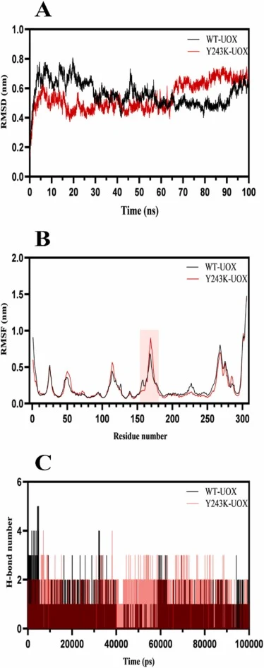 WT-UOX和Y243K-UOX配体-蛋白复合物的分子动力学（MD）模拟分析。(A) 均方根偏差（RMSD）。(B) 均方根涨落（RMSF）。(C) MD模拟过程中形成的氢键数量。