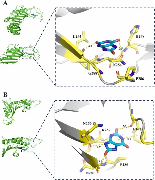 Comparative three-dimensional substrate docking conformations of WT-UOX and Y243K-UOX. (A) WT-UOX. (B) Y243K-UOX. Both panels show the overall protein structure (left) and a close-up view of the substrate-binding pocket (right). The protein backbone is shown in green, key amino acid side chains as y