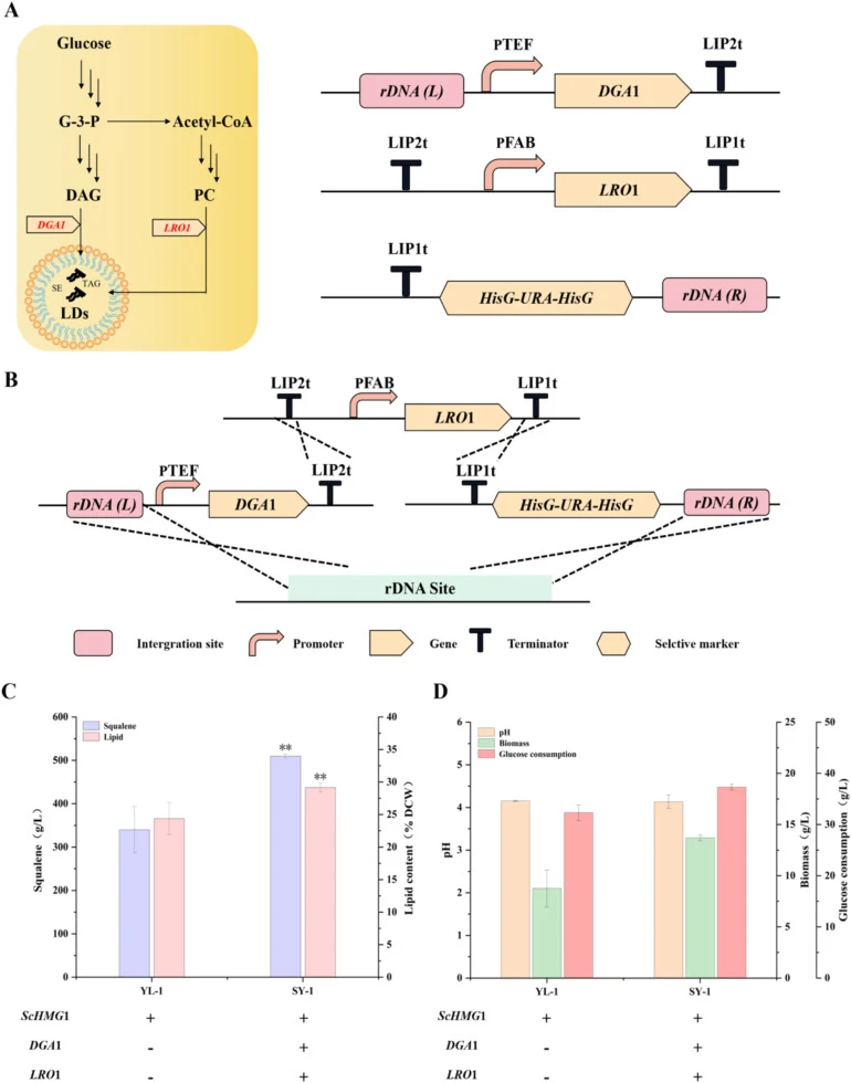 Enhancement of squalene production in Y. lipolytica via lipid droplets engineering strategy . (A) Schematic design of regulatory triacylglycerol synthesis. (B)Schematic design of the module integration into the genome of Y. lipolytica. (C) Regulates triacylglycerol synthesis, promotes lipid droplet
