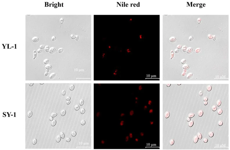 Effects of modulating triacylglycerols synthesis on the intracellular morphology of lipid droplets . Nile red staining and LCSM observation were performed on YL-1 and SY-1 to detect the changes of intracellular lipid droplets.