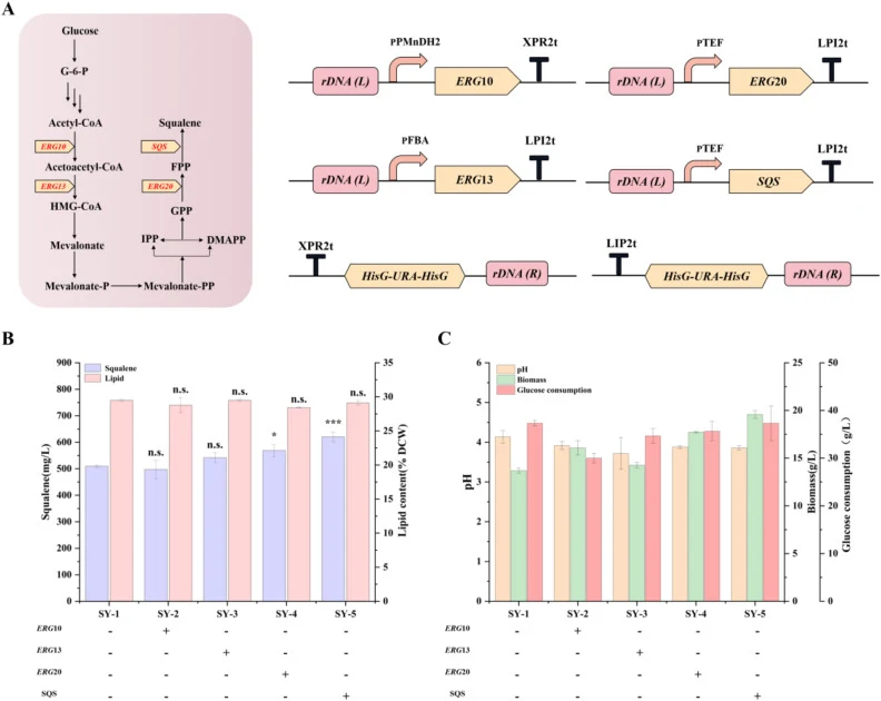 Modulating the MVA pathway promotes squalene synthesis in Y. lipolytica . (A) Schematic design for modulating MVA pathways. (B) Effect of modulating the MVA pathway on the synthesis of squalene and lipid in Y. lipolytica, *P < 0.05, ***P < 0.001. (C) The pH, biomass, and glucose consumption of the e