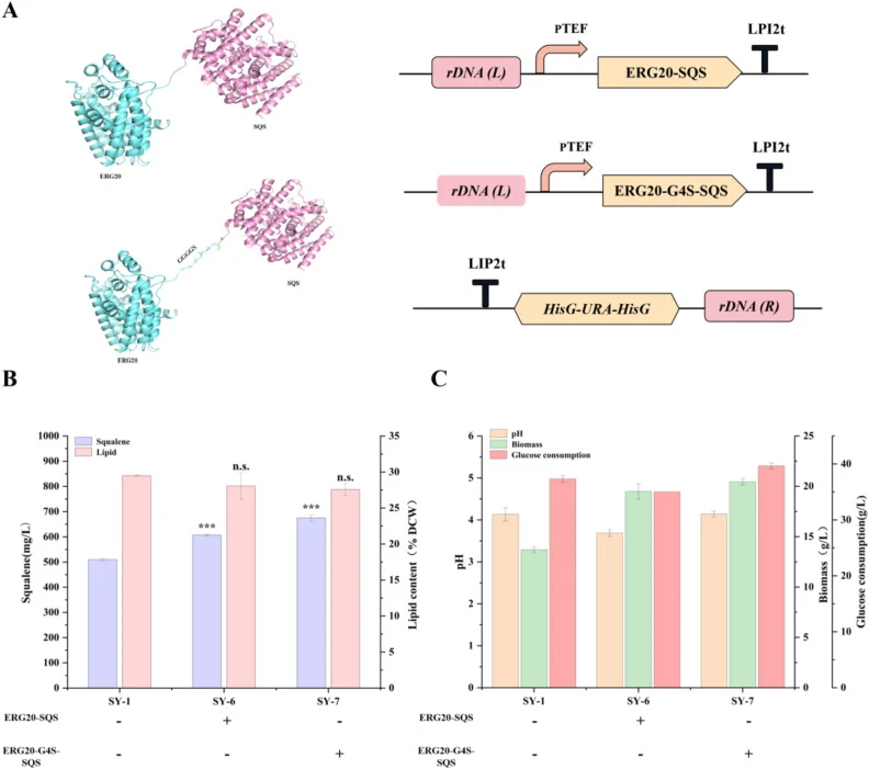 Enhancing squalene synthesis in Y. lipolytica via the enzyme fusion strategy of ERG20 and SQS . (A) Schematic design of fused ERG20-SQS. (B) Enhanced squalene synthesis in yeast via an enzyme fusion strategy to promote catalytic efficiency between ERG20 and SQS. (C) The pH, biomass, and glucose cons