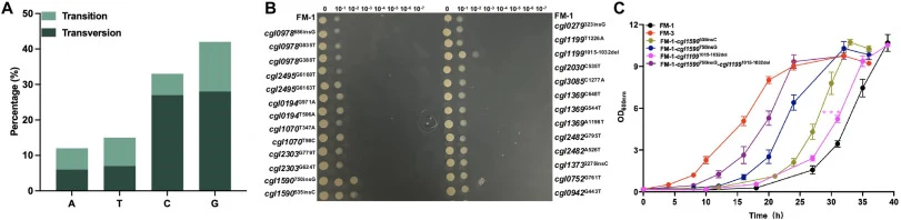 Effects of single-site mutations on formaldehyde tolerance. (A) Frequency of mutations of four bases in evolved strain FM-3. (B) Growth of strain FM-1 and its derivatives harboring single-site mutations on CGXII minimal agar medium supplemented with 10 g/L glucose and 1 mM formaldehyde. (C) Growth c