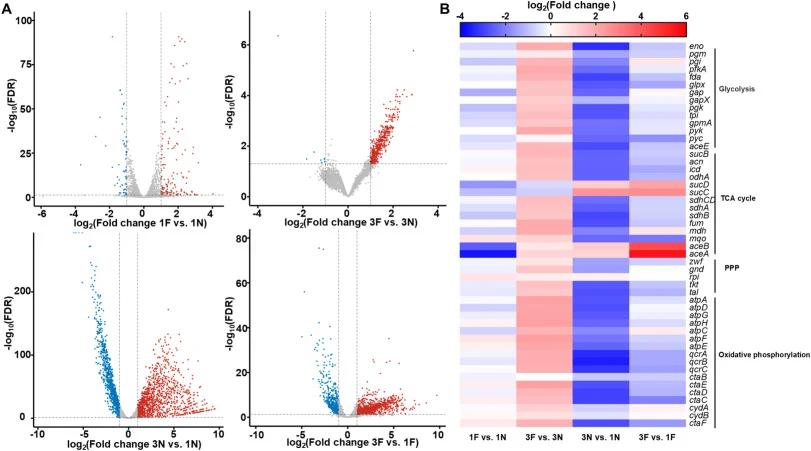 Transcriptome analysis of FM-3 and FM-1 cultivated with or without formaldehyde stress. (A) Volcano plots of differential transcription levels in 1F vs. 1N, 3F vs. 3N, 3N vs. 1N, and 3F vs. 1F. (B) Changes in mRNA levels of genes involved in central metabolism and the respiratory chain between FM-3