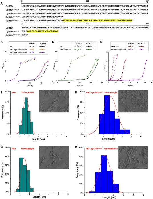 Effects of Cgl1590 mutations on formaldehyde tolerance. (A) Amino acid sequence alignment between Cgl1590 and its derivatives. (B) Effects of cgl1590 truncation on formaldehyde tolerance. (C) Effects of cgl1590 knock-out on formaldehyde tolerance. (D) Effects of cgl1590 overexpression on formaldehyd