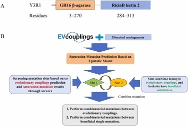 以Catenovulum agarivorans来源的β-琼胶酶Y3R1为靶蛋白的进化偶联突变策略。(A) Catenovulum agarivorans YM01T来源Y3R1的结构域组成。(B) 进化偶联突变策略示意。