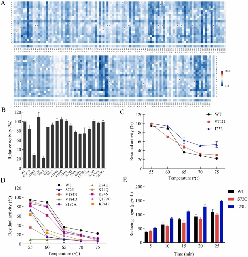 Mutation energies and enzymatic properties of single mutants. (A) Heatmap of mutations based on epistatic model. (B) Relative activities of single mutants for β-agarase Y3R1. (C) Thermostability of single mutants S72G and I23L with improved thermostability. (D) Thermostability of other single mutant