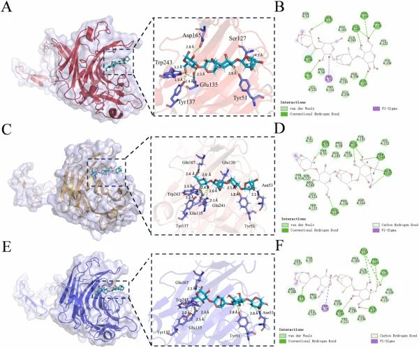 Molecular docking of WT and single mutants with neoagarotetraose. panels (A), (C), and (E) showed the 3D docking diagrams of WT, S72G, and I23L with neoagarotetraose, respectively. Panels (B), (D), and (F) presented the corresponding 2D diagrams illustrating the interaction forces between neoagarote