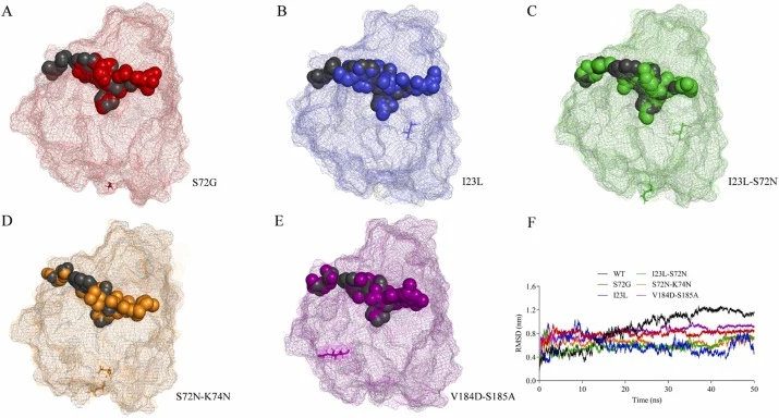 Catalytic tunnel dynamics simulations of the wild-type and mutant β-agarases. Panels (A) to (E) displayed the tunnel overlap diagrams for the mutants S72G, I23L, I23L-S72N, S72N-K74N, and V184D-S185A, respectively, with the WT grid structure shown in black. Mutant amino acid residues were represente