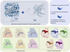 Enhancing β-agarase Y3R1 via synergistic coupling evolutiona