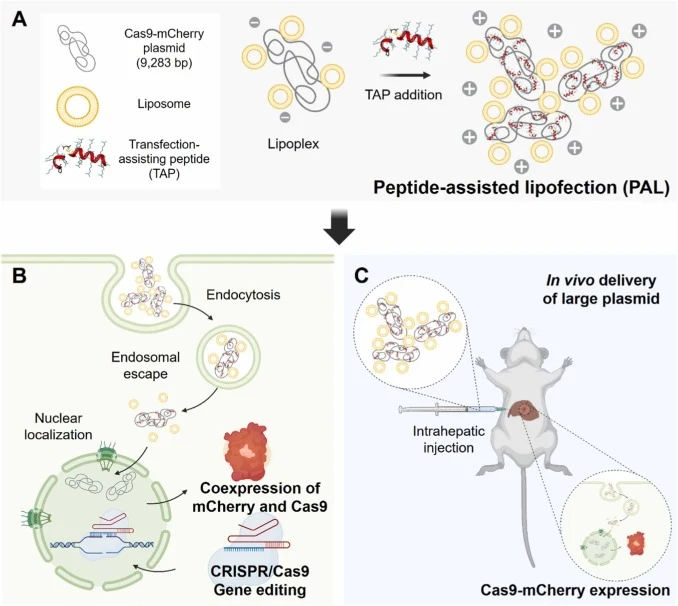 Schematic representation of the peptide-assisted lipofection (PAL) system for large CRISPR/Cas9 plasmid delivery. The diagram illustrates (A) the assembly, (B) cellular uptake process, and (C) intrahepatic delivery of PAL carrying a Cas9-mCherry plasmid (pCas9, 9283 bp). Structure image of the TAP w