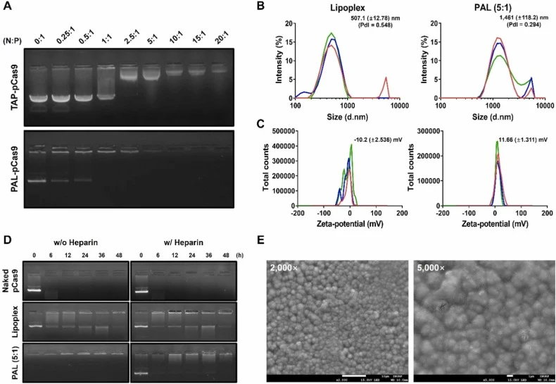 Characterization of PAL. (A) Gel retardation assays demonstrating PAL formation. Upper panel: pCas9 incubated with TAPs. Lower panel: pCas9 incubated with Lipofection/TAPs (PAL) at various nitrogen/phosphate ratios. (B) Hydrodynamic diameter and (C) zeta-potential of Lipofection and PAL-pCas9 (5:1)