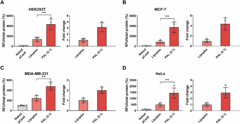 Transfection efficiency of PAL-delivered pCas9 (9283 bp) in various cell lines. mCherry intensity after PAL-pCas9 (5:1) delivery in (A) HEK293T, (B) MCF-7, (C) MDA-MB-231, and (D) HeLa cells. The right graphs show fold change expressed as the mCherry intensity divided by the average value of the lip