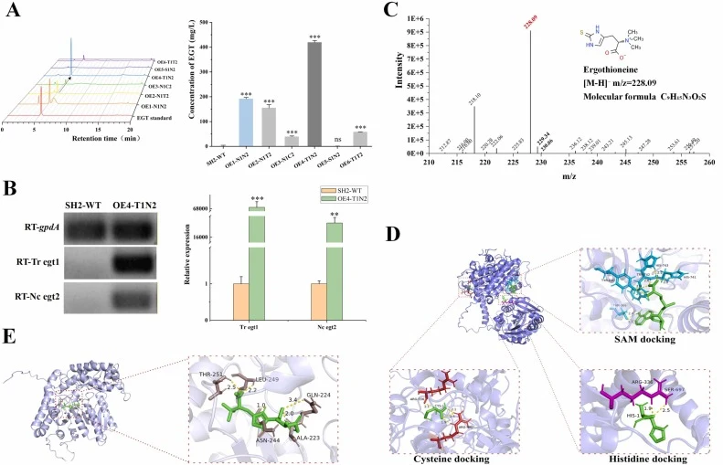 Construction of an efficient EGT biosynthetic pathway using genes from different species. (A) HPLC analysis of the fermentation broth from different EGT-engineered strains, revealing the impact of different gene combinations on EGT biosynthesis efficiency. (B) Transcript levels of Tr egt1 and Nc egt