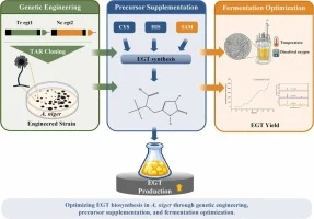 Overview of the optimization of EGT biosynthesis in Aspergillus niger through genetic engineering, precursor supplementation, and fermentation optimization. Tr egt1 and Nc egt2 were identified as the most effective genes for EGT production, and the combined addition of precursor amino acids, along w
