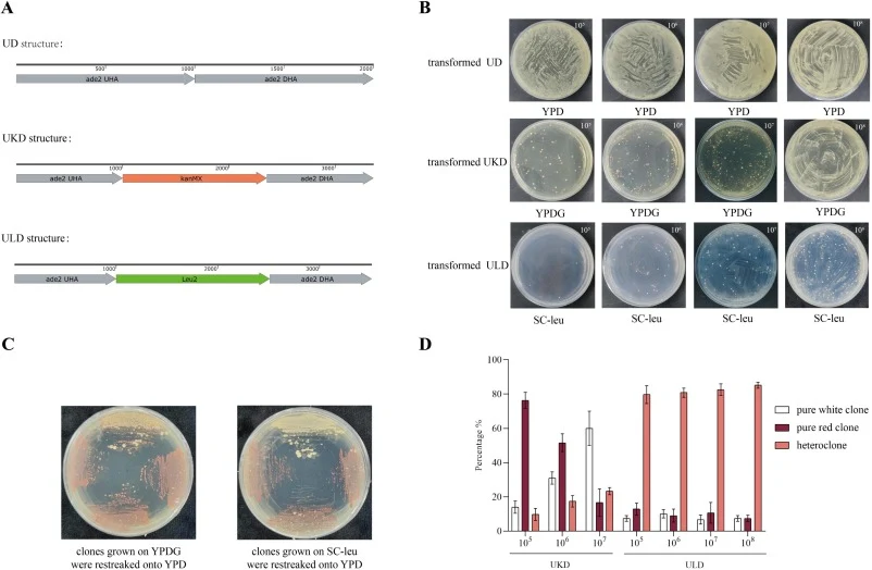 HR strategy used for BY4742 ade2 knockout. A: Schematic diagram of the structures of UD, UKD, and ULD; B: Pictures to show clone growth from 105 to 108 cells transformed by UD, UKD, and ULD, respectively; C: Picture to show that some red clones from YPDG plate and SC-leu plate were restreaked onto Y