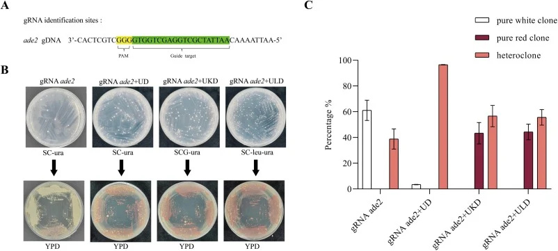 用于BY4742 ade2敲除的CRISPR/Cas9策略。A:ade2位点上Cas9向导靶标及其邻近PAM;B:显示CRISPR/Cas9或CRISPR/Cas9-HDR策略产生的克隆图片;C:统计数据。