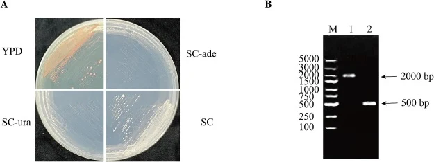 菌株BY4742(ade2Δ0)的构建。A:展示BY4742(ade2Δ0)在YPD、SC、SC-ura和SC-ade平板上重新划线培养的图片;B:PCR扩增鉴定BY4742(ade2Δ0),泳道M:5000 DL marker,泳道1:P23和P24引物扩增BY4742基因组得到的PCR产物,泳道2: