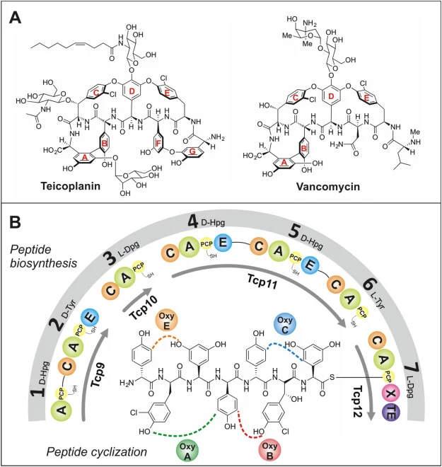 Structures of clinically relevant GPAs teicoplanin and vancomycin (A). Biosynthesis of GPAs – as shown for teicoplanin – is accomplished via initial peptide synthesis by a linear non-ribosomal peptide synthetase (NRPS) followed by a Cytochrome-P450 (Oxy)-meditated cyclization cascade to form the cro
