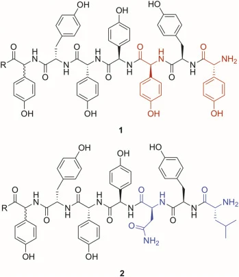 本研究所用GPA七肽:替考拉宁型序列(R = OH, 1)和万古霉素型序列(R = OH, 2)在由磷酸泛酰巯基乙胺转移酶Sfp催化的载体蛋白装载前,被合成为其CoA-硫酯形式(R = CoA, 1-CoA/2-CoA)。