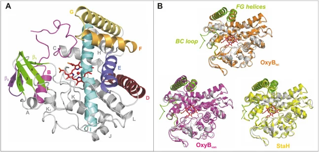 Structure of OxyBtei_BC/FGv hybrid (A); secondary structure elements are labeled and colored gray with the exceptions as follows: B-helix and loop region (magenta), D-helix (cherry red), E-helix (blue), F-helix (orange), G-helix (yellow), I-helix (cyan), β1-sheet (green), β2-sheet (purple), heme sho