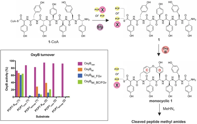 Workflow of OxyB-catalyzed turnover experiments shown for peptide 1. Initial peptide loading of the peptidyl-CoA onto the relevant carrier protein construct is performed using Sfp, after which the different OxyB homologues were tested for their ability to install the C-O-D crosslink into the loaded