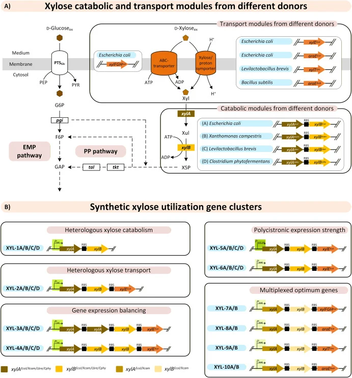 Substrate-informed metabolic engineering for xylose utilization in C. glutamicum. (A) Native glucose uptake/catabolism via PTSGlc and the EMP pathway versus heterologous xylose transport and catabolism via xylose isomerase (XylA) and xylulokinase (XylB). (B) Engineered xylose-utilization modules acr