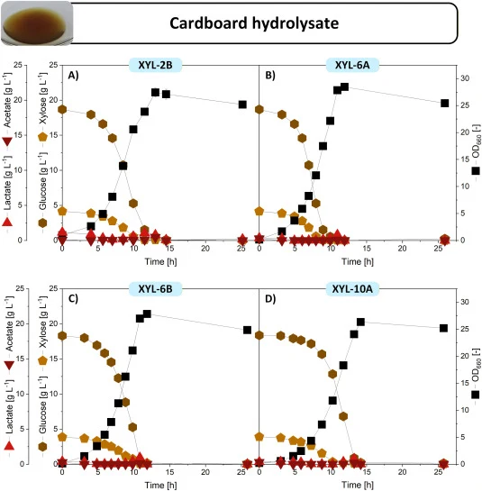 纸板水解物（CBH）验证。菌株XYL-2B、XYL-6A、XYL-6B和XYL-10A在5%（v/v）CBH上培养。在所有情况下，木糖均在葡萄糖耗尽的同时或之前耗尽。乳酸和乙酸在指数生长期被共同消耗，在稳定期前短暂积累。