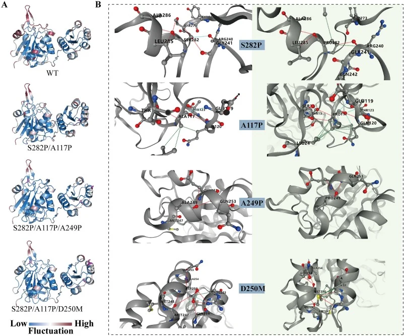 Structural determinants of thermostability. (A) Flexibility mapping. Structures are colored by atomic fluctuation: blue represents rigid regions (low fluctuation) and red represents flexible regions (high fluctuation). (B) Local interaction networks. Close-up views of mutation sites (S282P, A117P, A