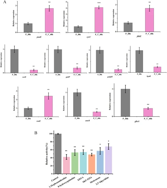 (A) 通过实时荧光定量聚合酶链反应(RT-qPCR)验证基因相对表达。(B) 不同类型抑制剂对酶活性的影响。数据以平均值±SD表示(n=3)。图中不同符号表示差异具有统计学意义。