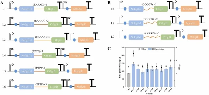 Enhancement of ERG yield by incorporating linkers between NcEgt1–1 and CtEgtB. (A) Rigid linkers of varying lengths designed for the expression of the NcEgt1–1/CtEgtB fusion protein. (B) Flexible linkers of varying lengths designed for the expression of the NcEgt1–1/CtEgtB fusion protein. (C) The sy