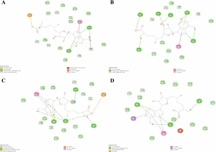 Two-dimensional schematic representations of the interactions between NcEgt1–1 WT and mutant Y174F/E51M with the substrates L-His and SAM. (A) and (C) Two-dimensional schematic representation of the interaction between NcEgt1–1 WT with L-His and SAM. (B) and (D) Two-dimensional schematic representat