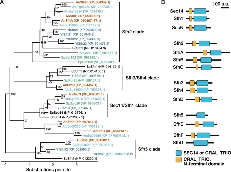 Orthologs of Sec14-family proteins in A. nidulans. (A) Amino acid sequences of the S. cerevisiae Sec14-family query proteins and their predicted orthologs were aligned using MAFFT. The maximum-likelihood tree was inferred with IQ-TREE using ModelFinder for automatic model selection and 1000 ultrafas