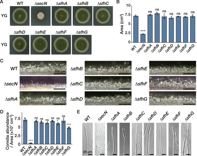 Growth of each deletion strain of the Sec14-family protein-encoding genes. (A) 1.0 × 103 conidia of the WT, ∆secN, ∆sfhA, ∆sfhB, ∆sfhC, ∆sfhD, ∆sfhE, ∆sfhF, and ∆sfhG strains were inoculated onto YG medium and incubated at 37 °C for 84 h. (B) Quantification of colony area for the strains shown in (A