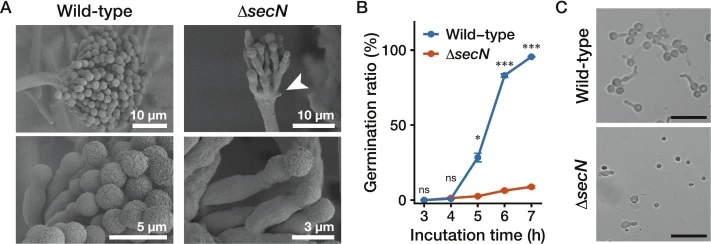 Detailed phenotypes of the ∆secN strain. (A) The WT and ∆secN strains were grown on MMG medium at 37 °C for 72 h, and the surface ultrastructure of the conidiophore was observed using SEM. Arrowheads indicate defective expansion of the conidiophore vesicle。 (B) Conidia of the WT and ∆secN strains we