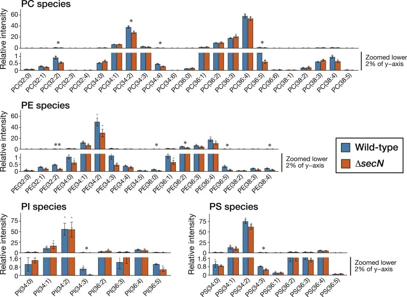 Major phospholipid compositions in the ∆secN strain. Total phospholipids were extracted from the mycelia of the WT and ∆secN strains grown in MMG at 37 °C for 40 h and analyzed using targeted lipidomics. The relative abundances of the major phospholipid species are shown. Bars indicate the means of
