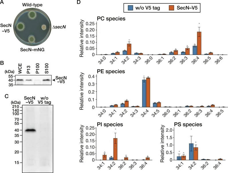 Biochemical isolation and lipidomic characterization of SecN–V5-associated fractions. (A) Representative colony morphologies of the wild-type, ΔsecN, SecN-mNG, and SecN-V5 strains. A total of 1.0 × 103 conidia were inoculated onto YG medium and incubated at 37 °C for 72 h. (B) Detection of SecN–V5 i