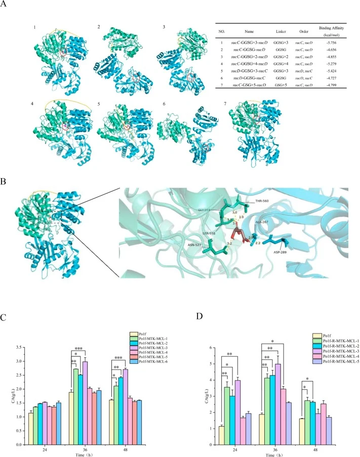 Heterologous expression of MTK and MCL. (A) Prediction of the binding affinity between MTKs with different linkers and malic acid. 3D structures of MTK with different Linkers and their molecular docking results with malic acid. The protein numbers in the figure correspond to those in the Table. Blue