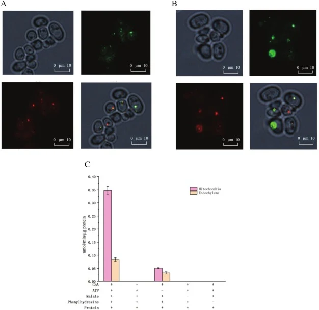 Expression results of MTK and MCL in mitochondria. The fluorescence images of the strain Po1f-MTC (A) and Po1f-R-MTC (B); The upper left, upper right and lower left are the cells under bright field, 488 nm and 520 nm excitation light respectively, and the lower right is the cells after the above sup